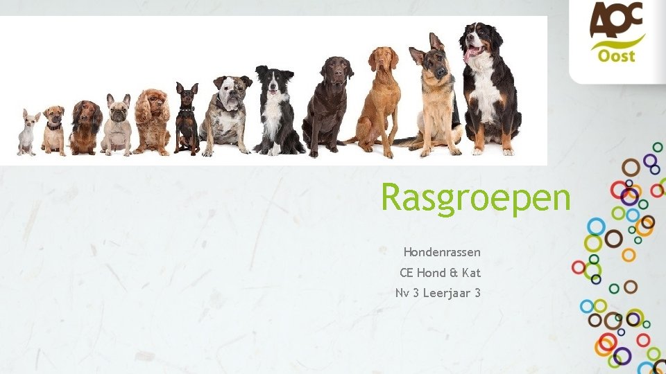 Rasgroepen Hondenrassen CE Hond & Kat Nv 3 Leerjaar 3 