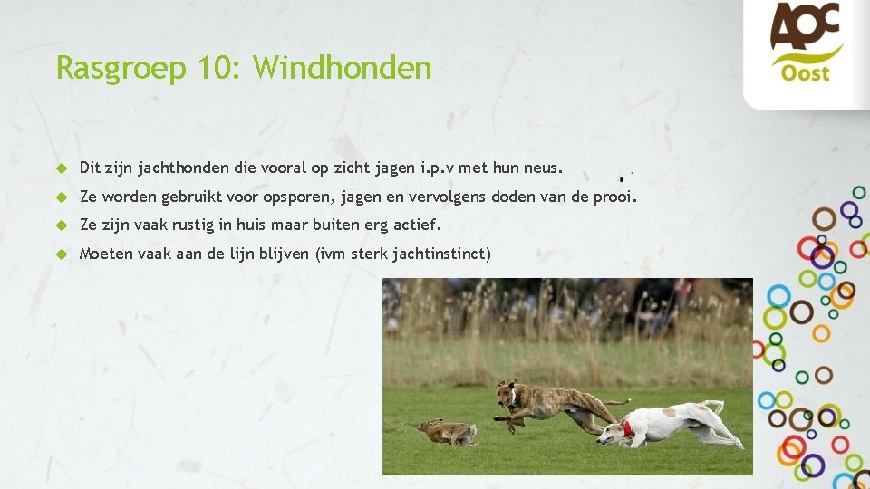Rasgroep 10: Windhonden Dit zijn jachthonden die vooral op zicht jagen i. p. v