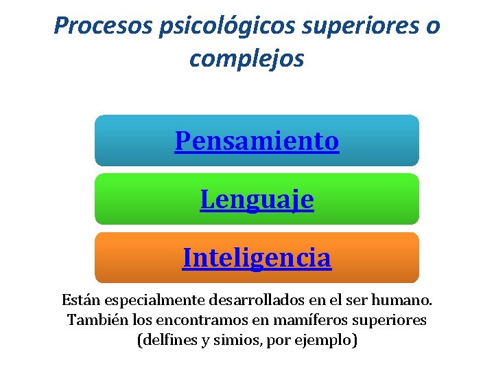 Procesos psicológicos superiores o complejos Pensamiento Lenguaje Inteligencia Están especialmente desarrollados en el ser