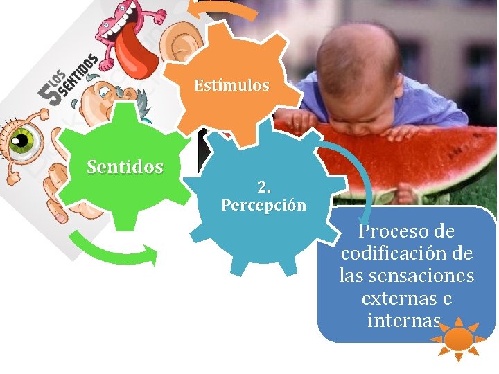 Estímulos Sentidos 2. Percepción Proceso de codificación de las sensaciones externas e internas. 