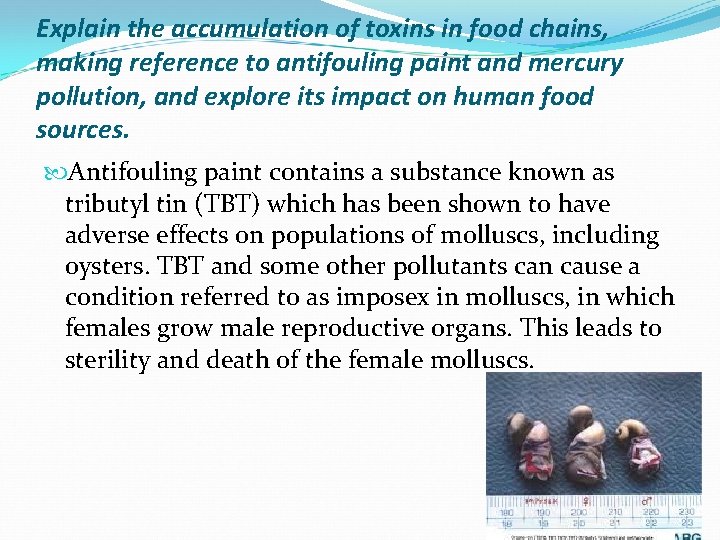 Explain the accumulation of toxins in food chains, making reference to antifouling paint and