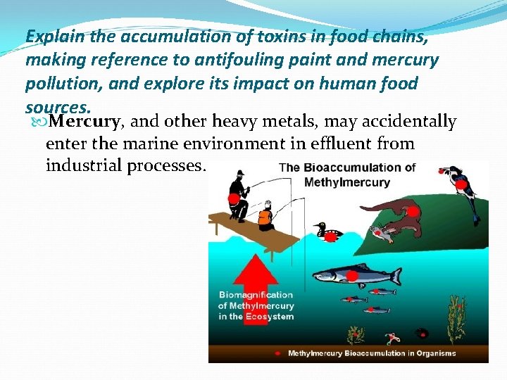 Explain the accumulation of toxins in food chains, making reference to antifouling paint and