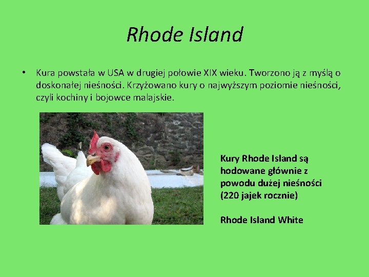 Rhode Island • Kura powstała w USA w drugiej połowie XIX wieku. Tworzono ją