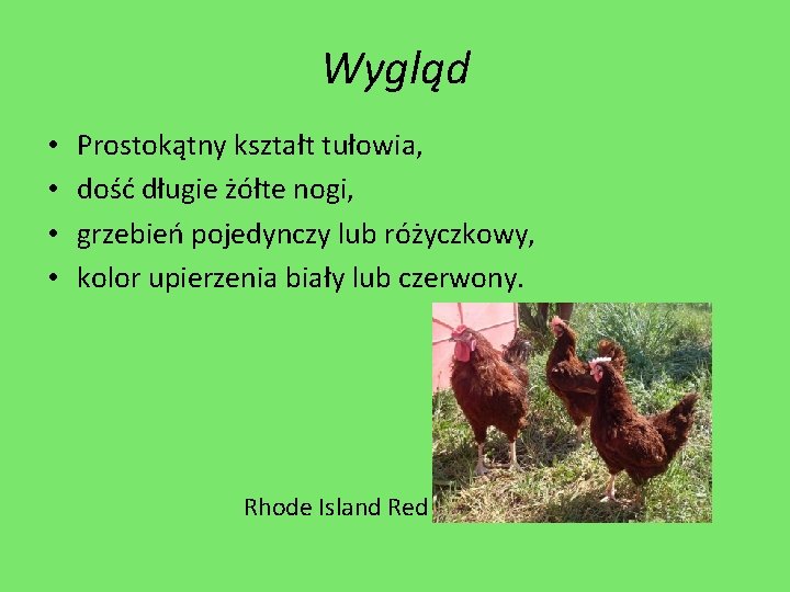 Wygląd • • Prostokątny kształt tułowia, dość długie żółte nogi, grzebień pojedynczy lub różyczkowy,