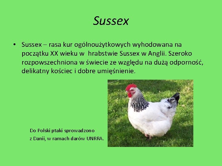 Sussex • Sussex – rasa kur ogólnoużytkowych wyhodowana na początku XX wieku w hrabstwie