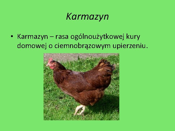 Karmazyn • Karmazyn – rasa ogólnoużytkowej kury domowej o ciemnobrązowym upierzeniu. 