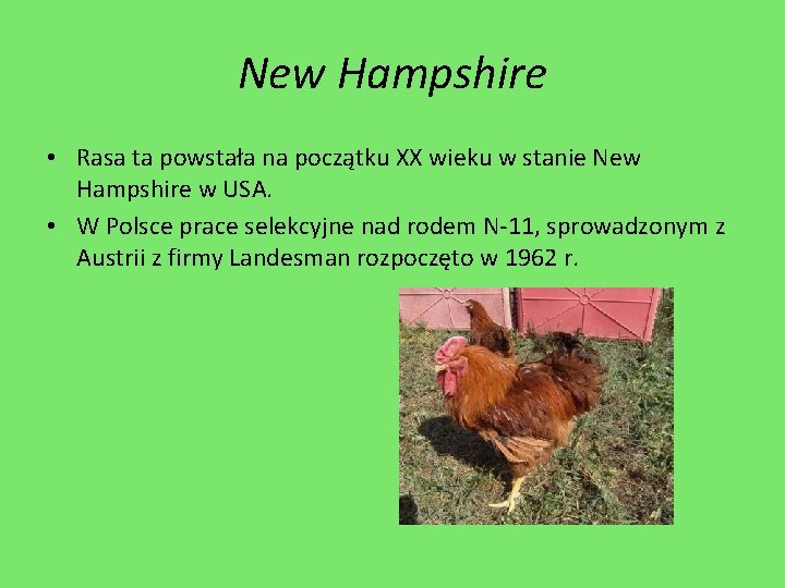 New Hampshire • Rasa ta powstała na początku XX wieku w stanie New Hampshire