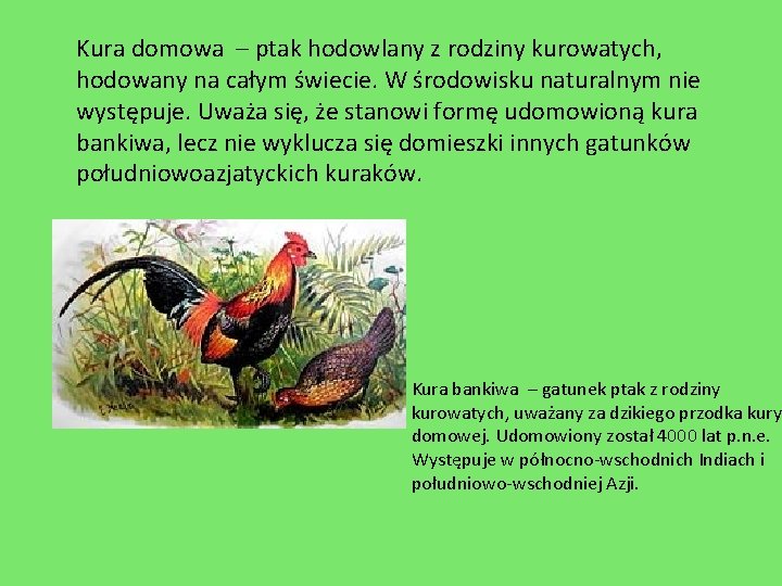 Kura domowa – ptak hodowlany z rodziny kurowatych, hodowany na całym świecie. W środowisku