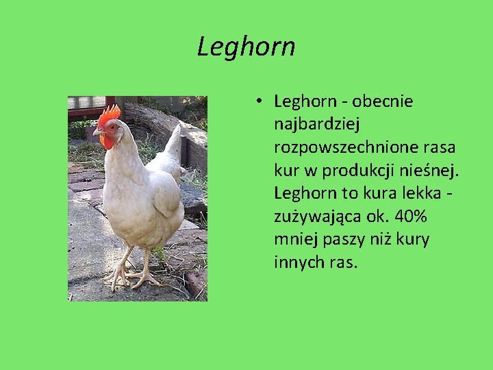 Leghorn • Leghorn - obecnie najbardziej rozpowszechnione rasa kur w produkcji nieśnej. Leghorn to