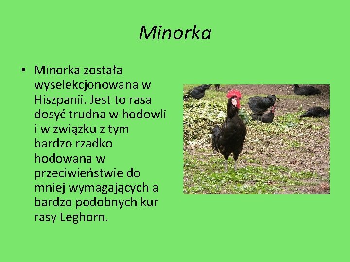 Minorka • Minorka została wyselekcjonowana w Hiszpanii. Jest to rasa dosyć trudna w hodowli