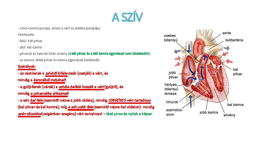 A SZÍV - szívó-nyomó pumpa, amely a vért az erekbe pumpálja; Szerkezete: - felül: