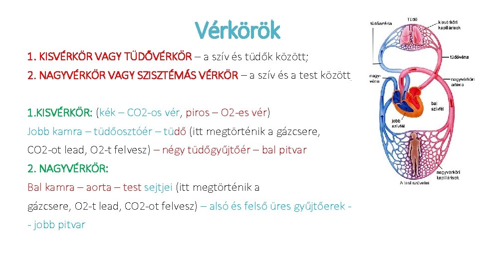 Vérkörök 1. KISVÉRKÖR VAGY TÜDŐVÉRKÖR – a szív és tüdők között; 2. NAGYVÉRKÖR VAGY