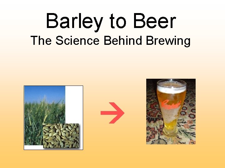 Barley to Beer The Science Behind Brewing 