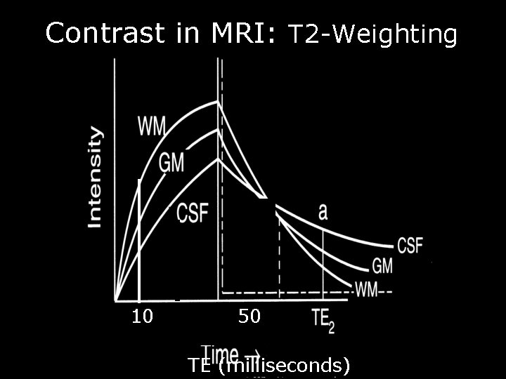 Contrast in MRI: T 2 -Weighting 10 50 TE (milliseconds) 