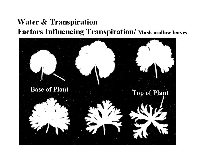 Water & Transpiration Factors Influencing Transpiration/ Musk mallow leaves Base of Plant Top of