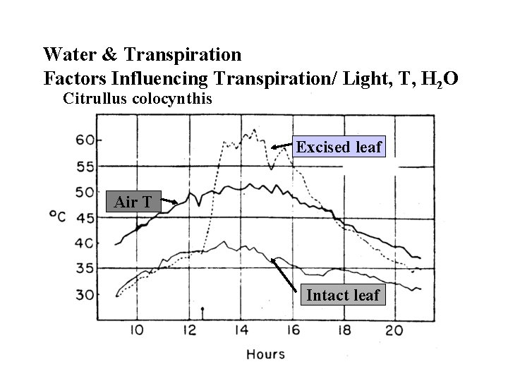 Water & Transpiration Factors Influencing Transpiration/ Light, T, H 2 O Citrullus colocynthis Excised