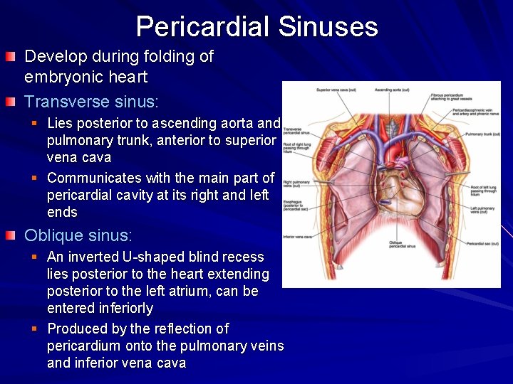 Pericardial Sinuses Develop during folding of embryonic heart Transverse sinus: § Lies posterior to