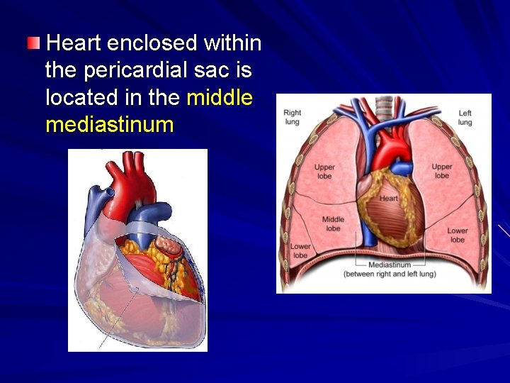 Heart enclosed within the pericardial sac is located in the middle mediastinum 