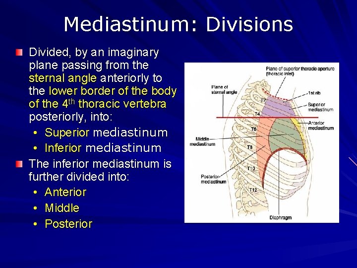 Mediastinum: Divisions Divided, by an imaginary plane passing from the sternal angle anteriorly to