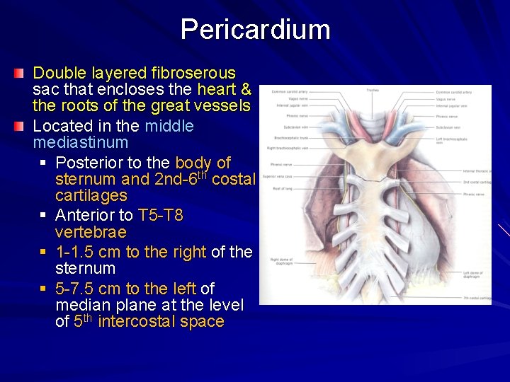 Pericardium Double layered fibroserous sac that encloses the heart & the roots of the