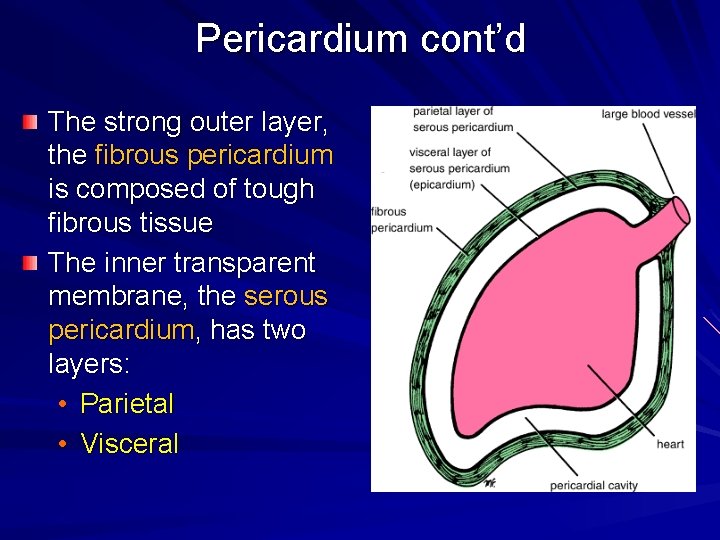 Pericardium cont’d The strong outer layer, the fibrous pericardium is composed of tough fibrous