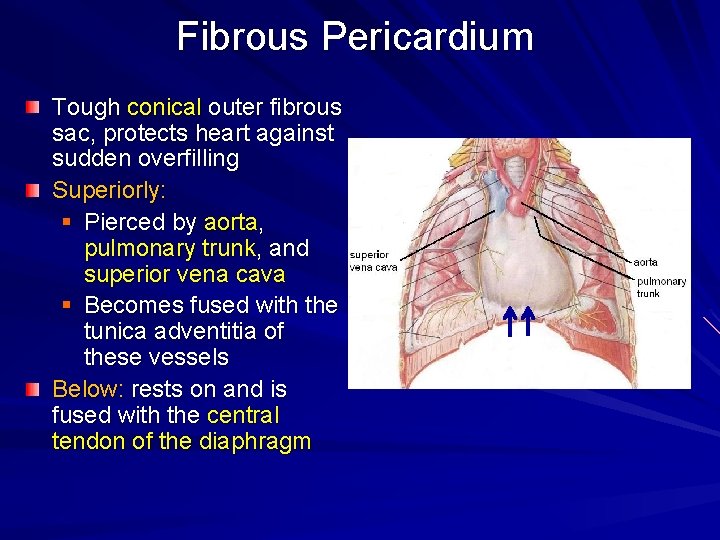 Fibrous Pericardium Tough conical outer fibrous sac, protects heart against sudden overfilling Superiorly: §