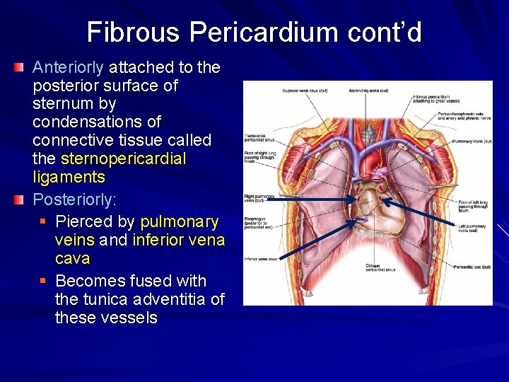 Fibrous Pericardium cont’d Anteriorly attached to the posterior surface of sternum by condensations of