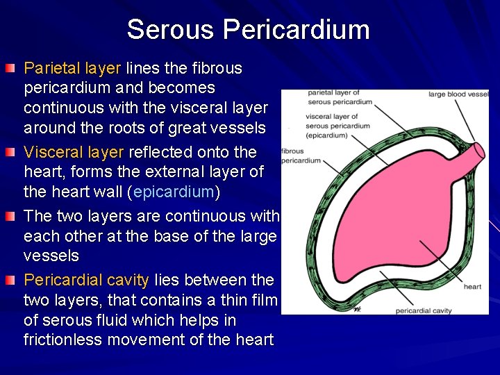 Serous Pericardium Parietal layer lines the fibrous pericardium and becomes continuous with the visceral