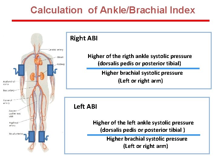 Calculation of Ankle/Brachial Index Right ABI Higher of the rigth ankle systolic pressure (dorsalis