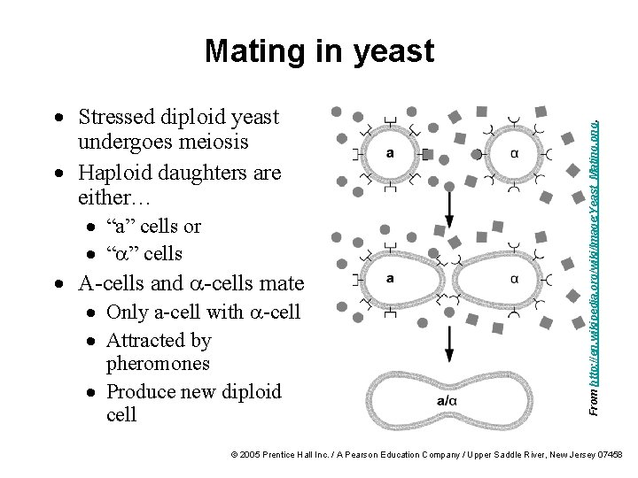 · Stressed diploid yeast undergoes meiosis · Haploid daughters are either… · “a” cells