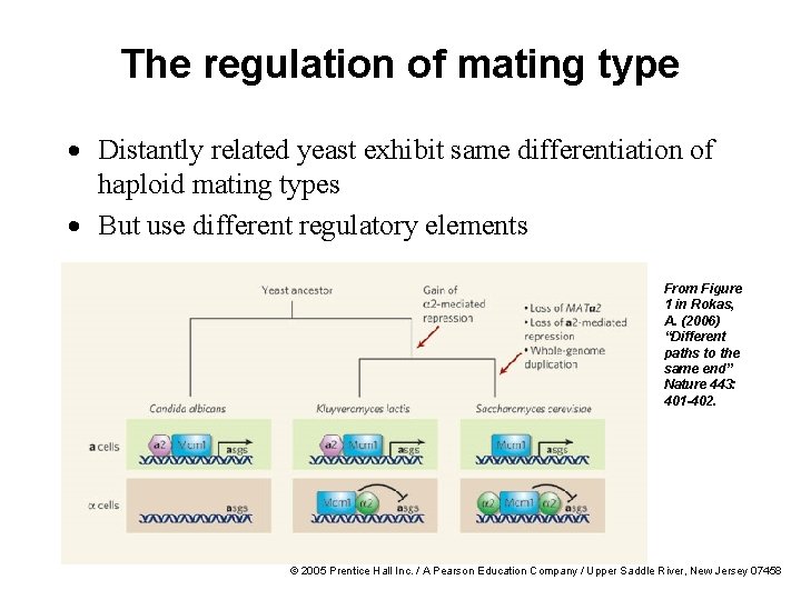 The regulation of mating type · Distantly related yeast exhibit same differentiation of haploid