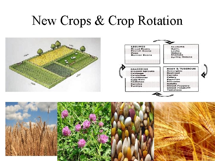 New Crops & Crop Rotation 