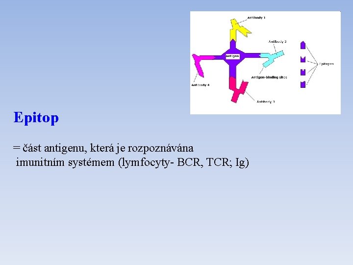 Epitop = část antigenu, která je rozpoznávána imunitním systémem (lymfocyty- BCR, TCR; Ig) 