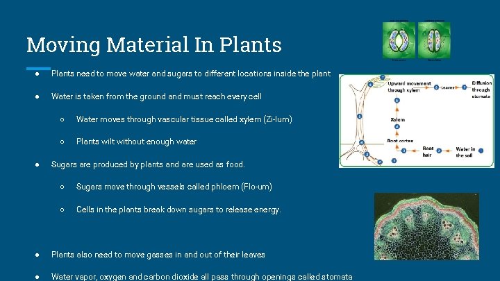 Moving Material In Plants ● Plants need to move water and sugars to different