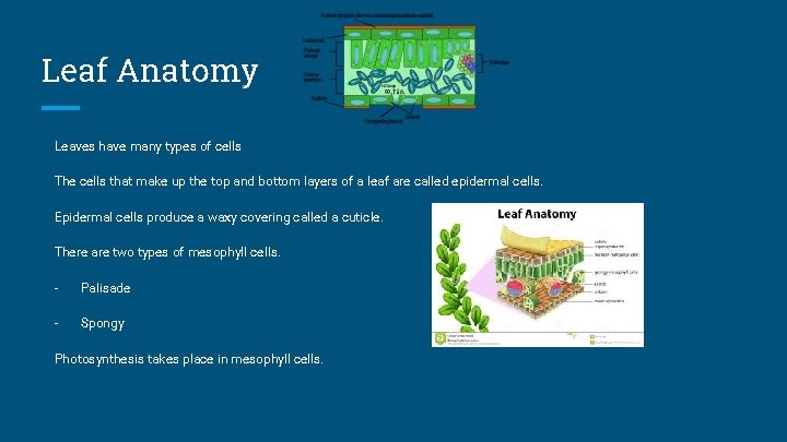 Leaf Anatomy Leaves have many types of cells The cells that make up the