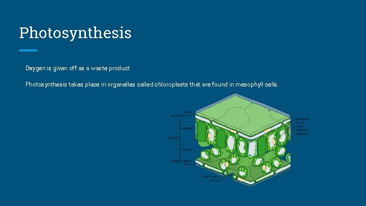 Photosynthesis Oxygen is given off as a waste product Photosynthesis takes place in organelles