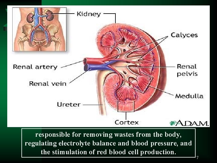 responsible for removing wastes from the body, regulating electrolyte balance and blood pressure, and