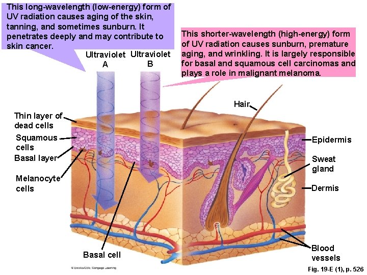 This long-wavelength (low-energy) form of UV radiation causes aging of the skin, tanning, and