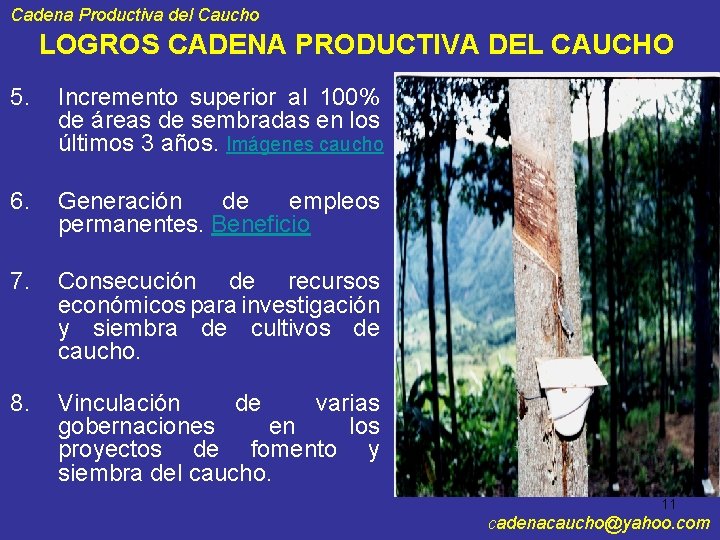 Cadena Productiva del Caucho LOGROS CADENA PRODUCTIVA DEL CAUCHO 5. Incremento superior al 100%