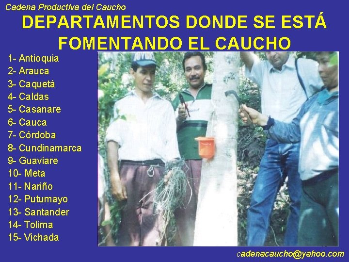 Cadena Productiva del Caucho DEPARTAMENTOS DONDE SE ESTÁ FOMENTANDO EL CAUCHO 1 - Antioquia