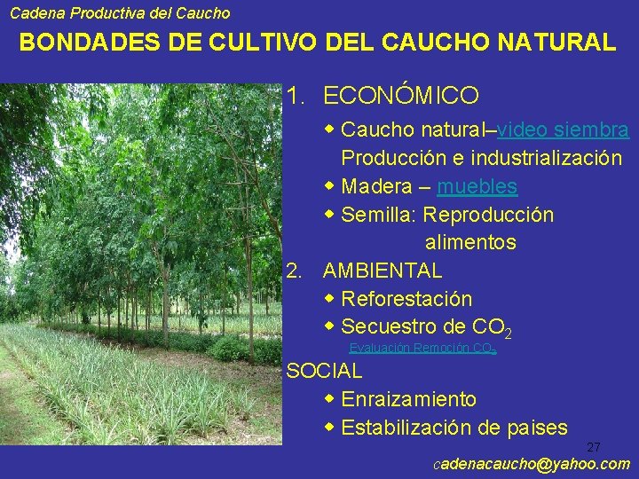 Cadena Productiva del Caucho BONDADES DE CULTIVO DEL CAUCHO NATURAL 1. ECONÓMICO Caucho natural–video