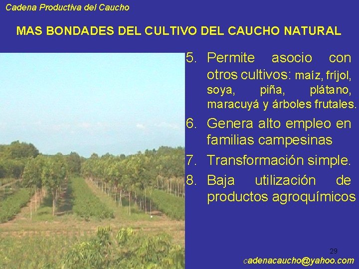 Cadena Productiva del Caucho MAS BONDADES DEL CULTIVO DEL CAUCHO NATURAL 5. Permite asocio