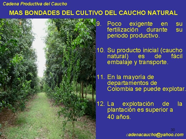 Cadena Productiva del Caucho MAS BONDADES DEL CULTIVO DEL CAUCHO NATURAL 9. Poco exigente