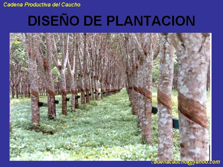 Cadena Productiva del Caucho DISEÑO DE PLANTACION 41 cadenacaucho@yahoo. com 