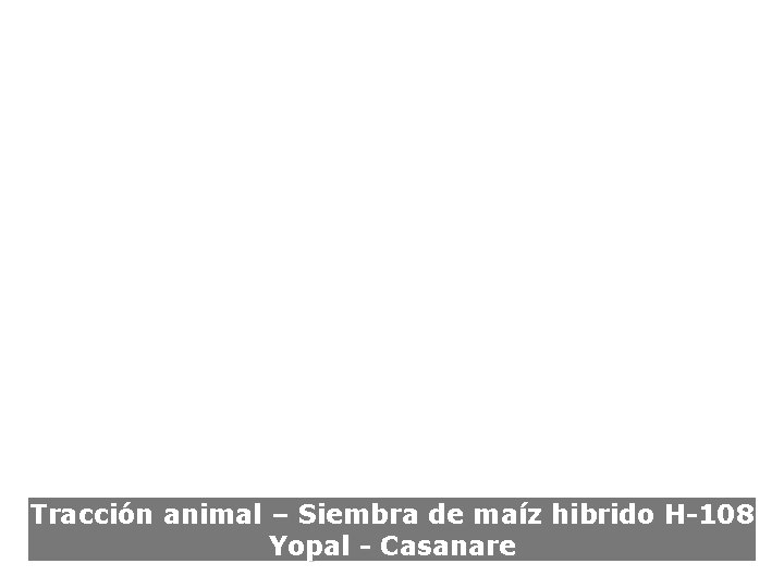 Cadena Productiva del Caucho Tracción animal – Siembra de maíz hibrido H-108 68 Yopal