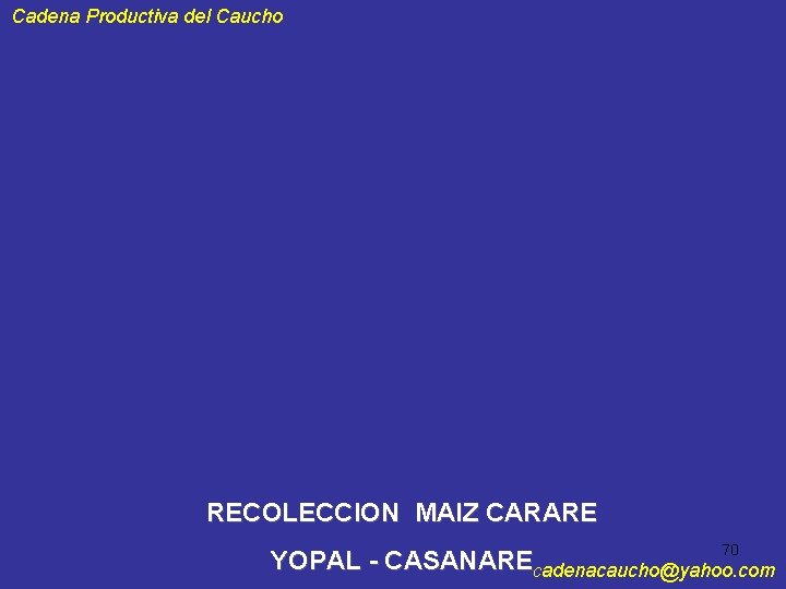 Cadena Productiva del Caucho RECOLECCION MAIZ CARARE 70 YOPAL - CASANAREcadenacaucho@yahoo. com 