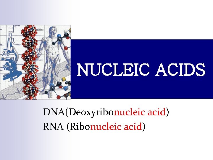 NUCLEIC ACIDS DNA(Deoxyribonucleic acid) DNA RNA (Ribonucleic acid) 