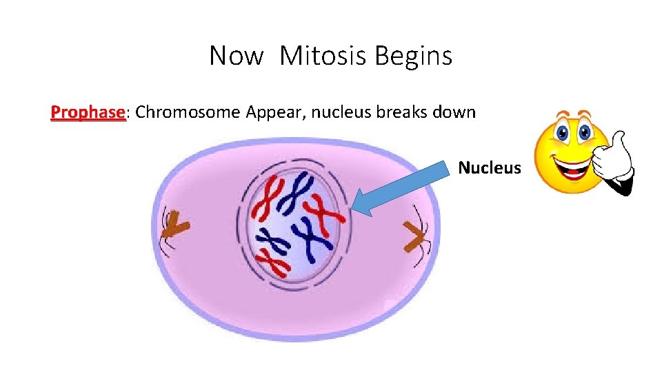 Now Mitosis Begins Prophase: Prophase Chromosome Appear, nucleus breaks down Nucleus 