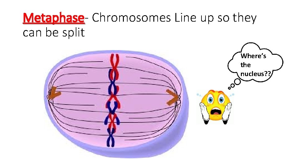 Metaphase Chromosomes Line up so they can be split Where’s the nucleus? ? 