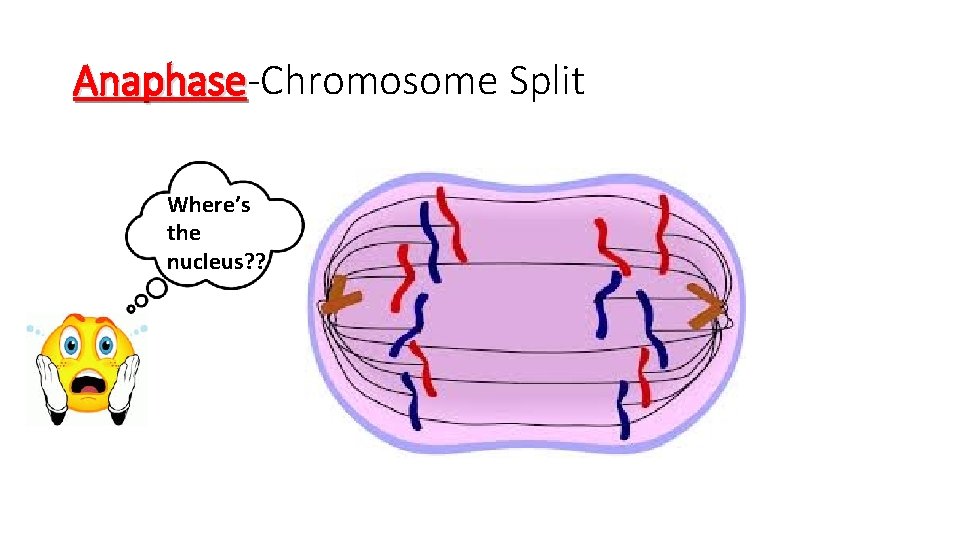 Anaphase-Chromosome Split Anaphase Where’s the nucleus? ? 